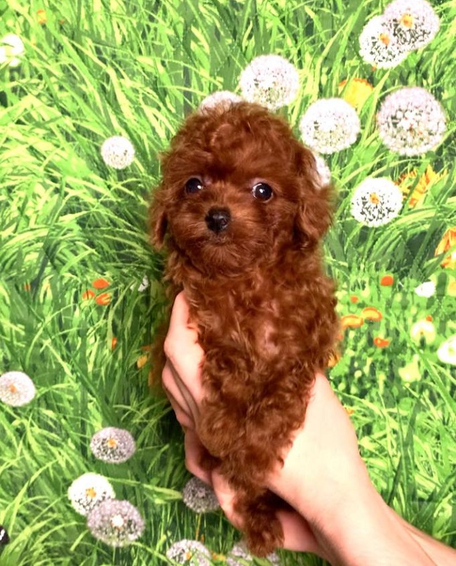 тедди пудель