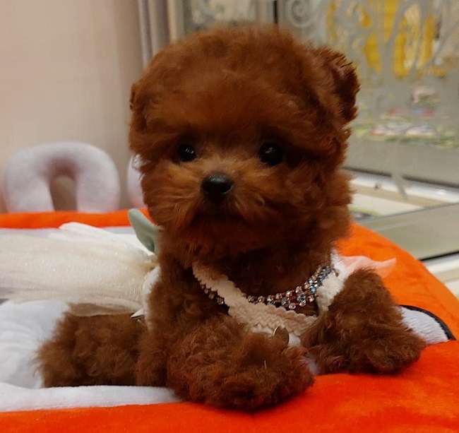 тедди пудель