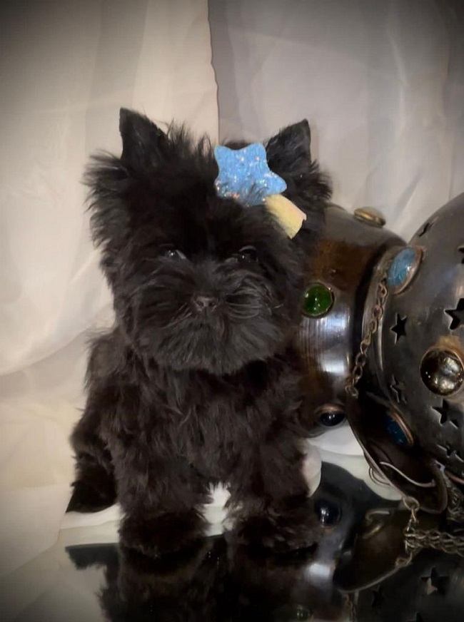 купить йорка в питомнике