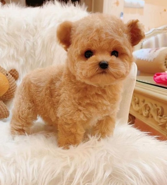 микро пудель