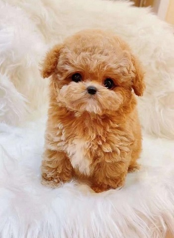 микро пудель