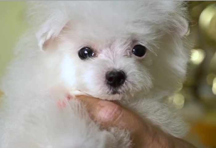 микро пудель