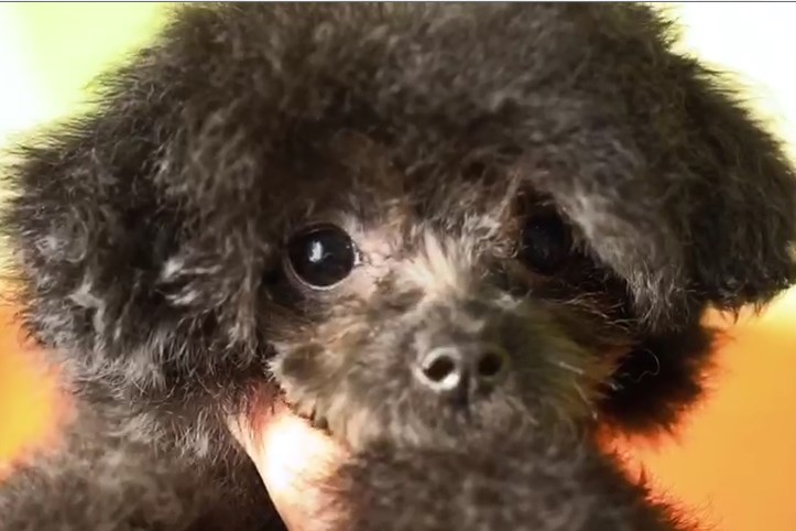 микро пудель