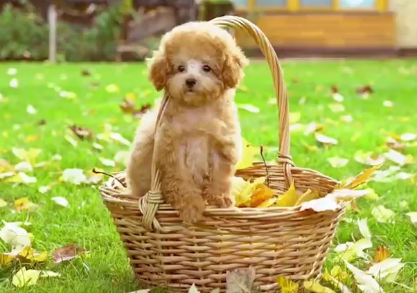 микро пудель