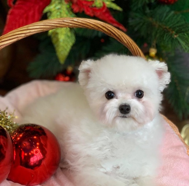 микро пудель