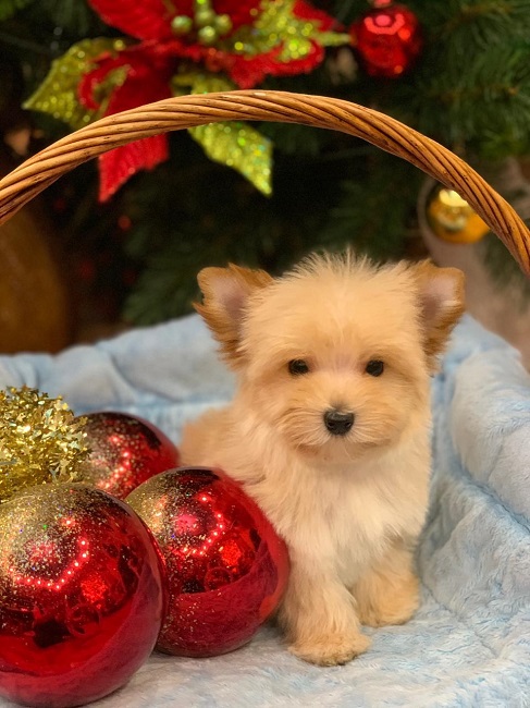 йоркширский терьер