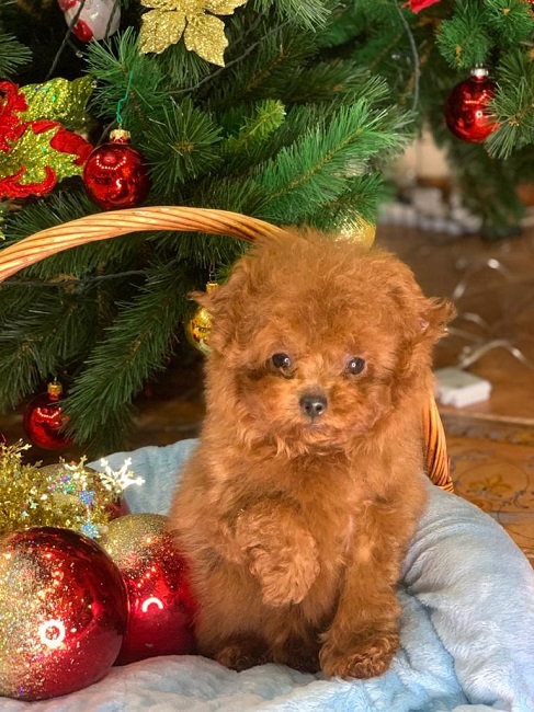 микро пудель