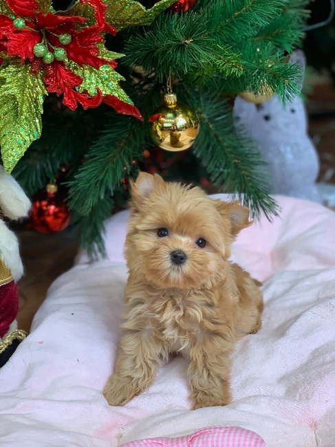 йоркширский терьер