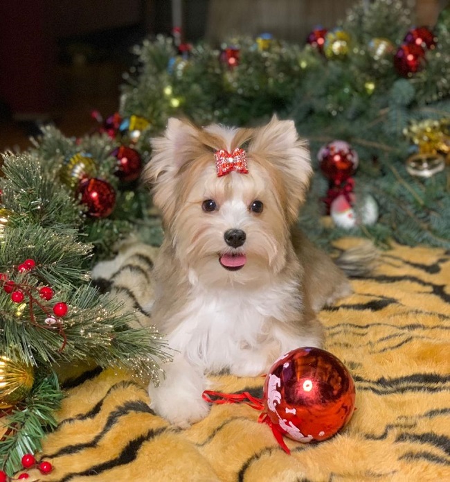 черный йорк купить йорка в питомнике