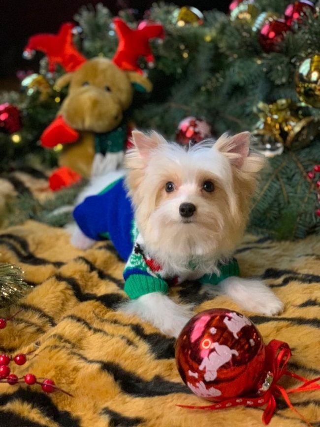 купить йорка в питомнике