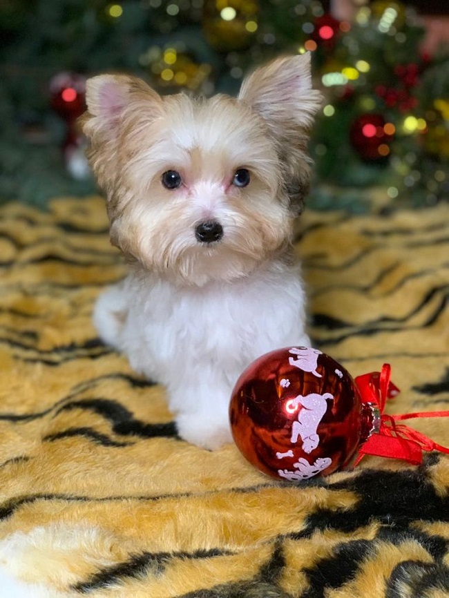 голддаст йорк купить йорка в питомнике