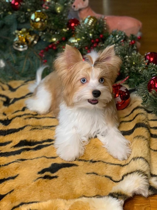 голддаст йорк купить йорка в питомнике