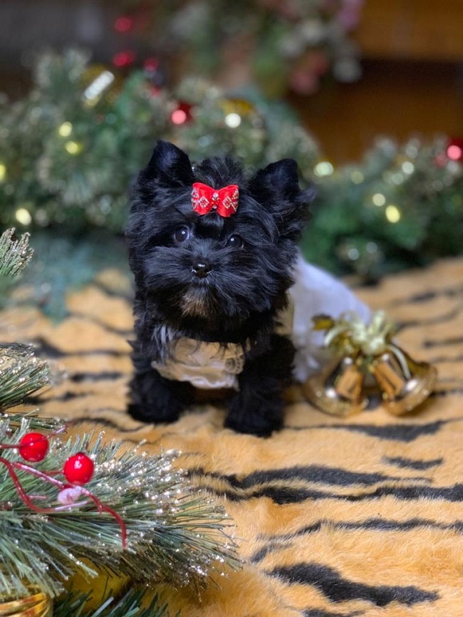 голддаст йорк купить йорка в питомнике