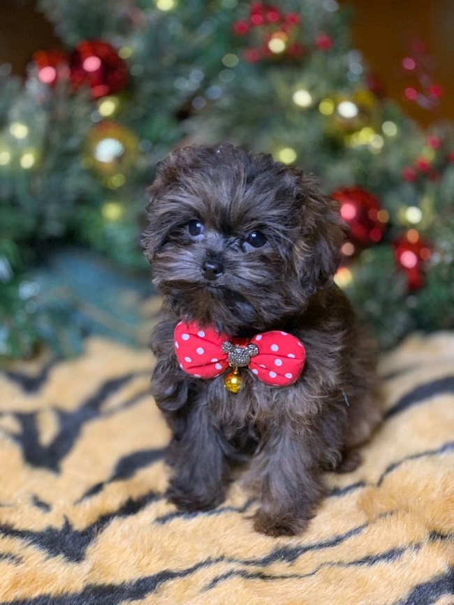 тедди пудель