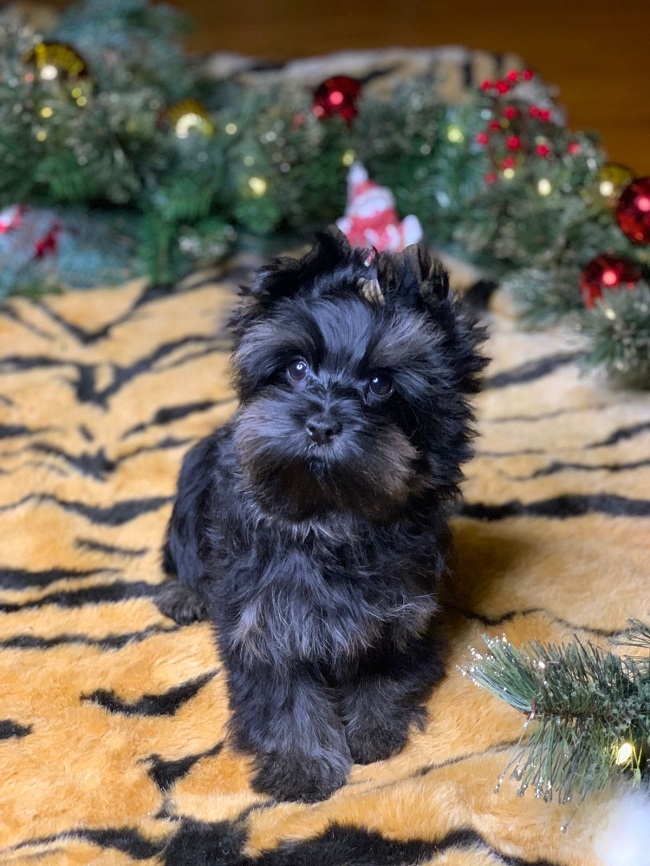 голддаст йорк купить йорка в питомнике