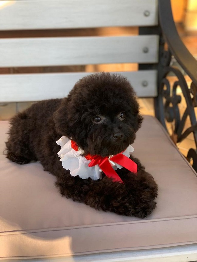 тедди пудель