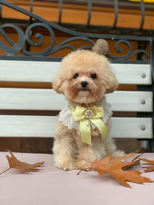 тедди пудель