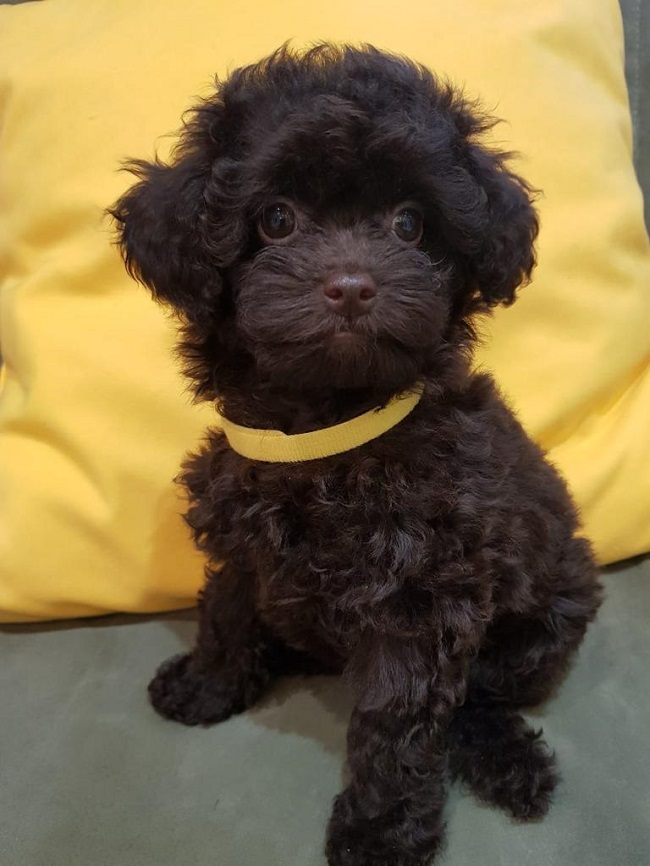 тедди пудель