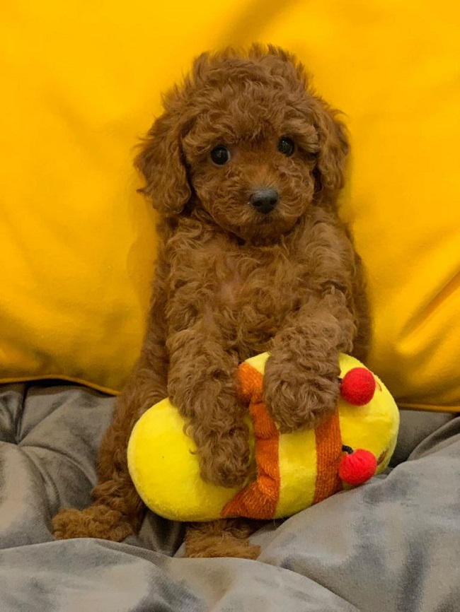 тедди пудель