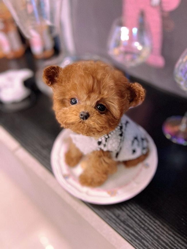 тедди пудель