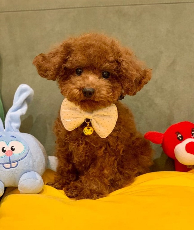 тедди пудель