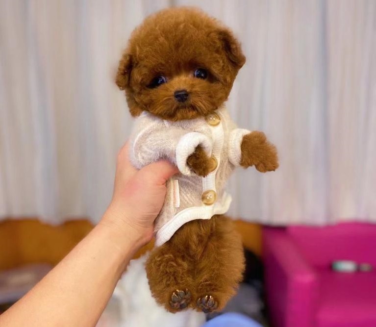 тедди пудель