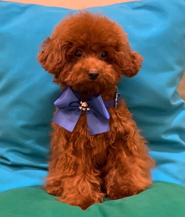 тедди пудель