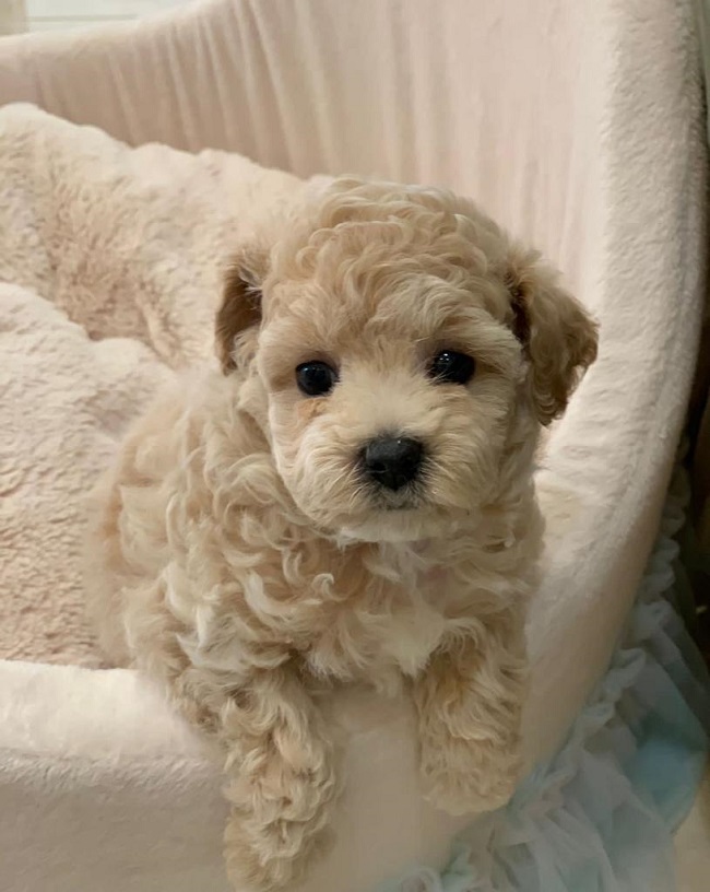 тедди пудель