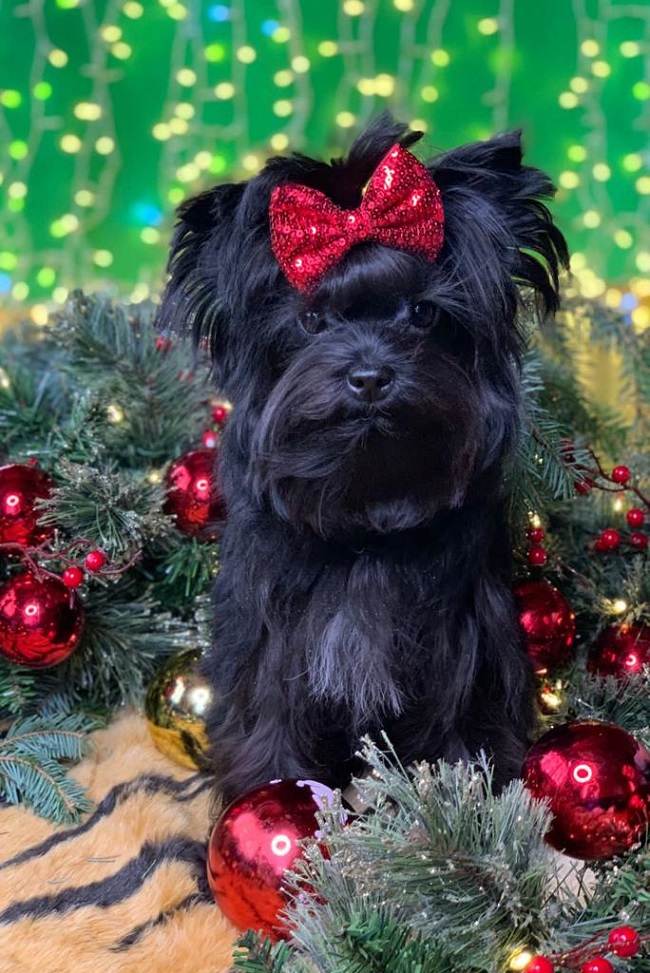 голддаст йорк купить йорка в питомнике