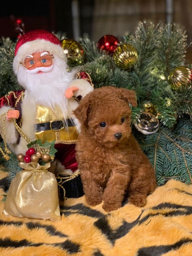 тедди пудель