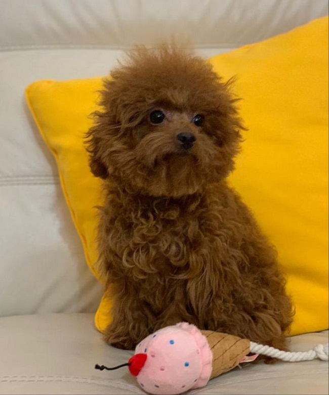 тедди пудель