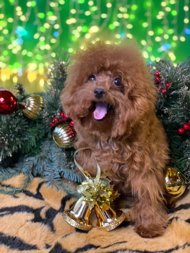 тедди пудель