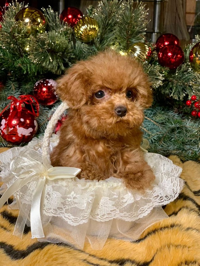 тедди пудель