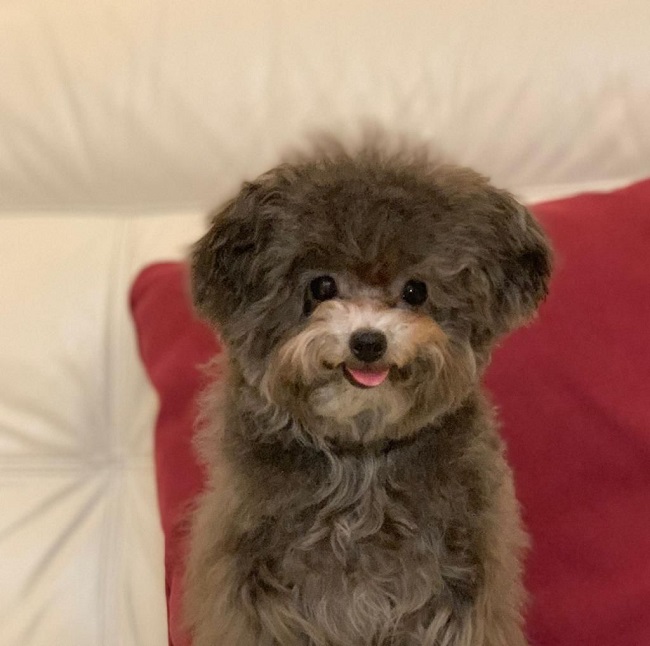 тедди пудель