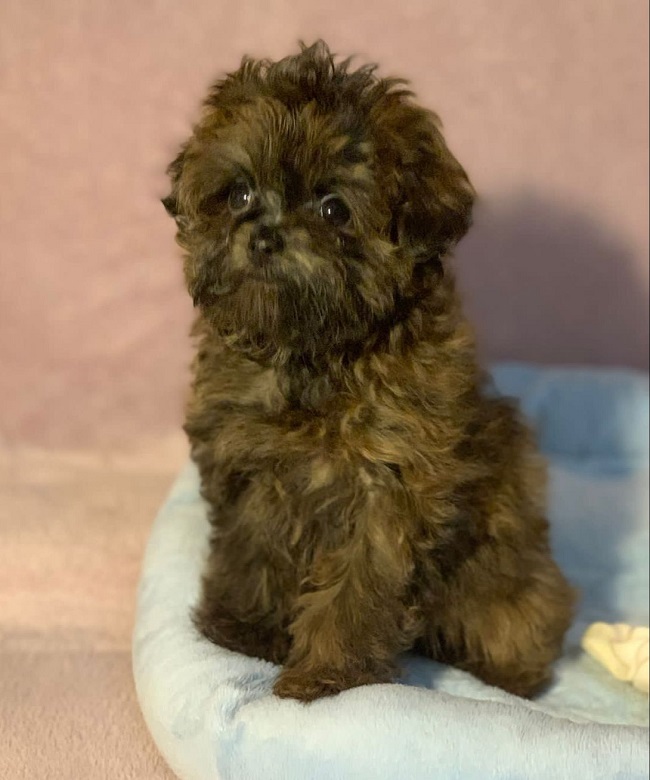 тедди пудель