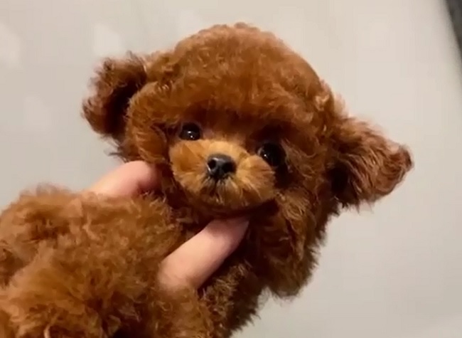 тедди пудель