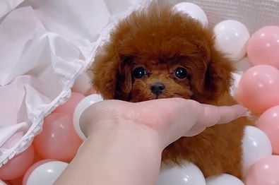 тедди пудель