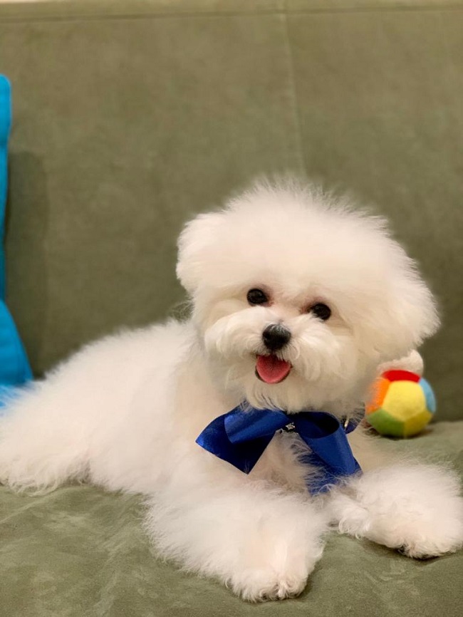 тедди пудель