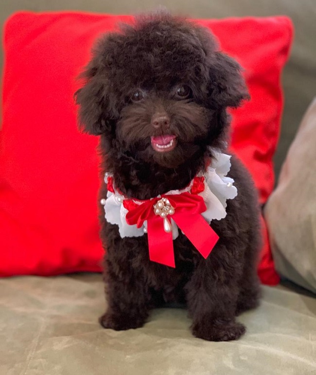 тедди пудель