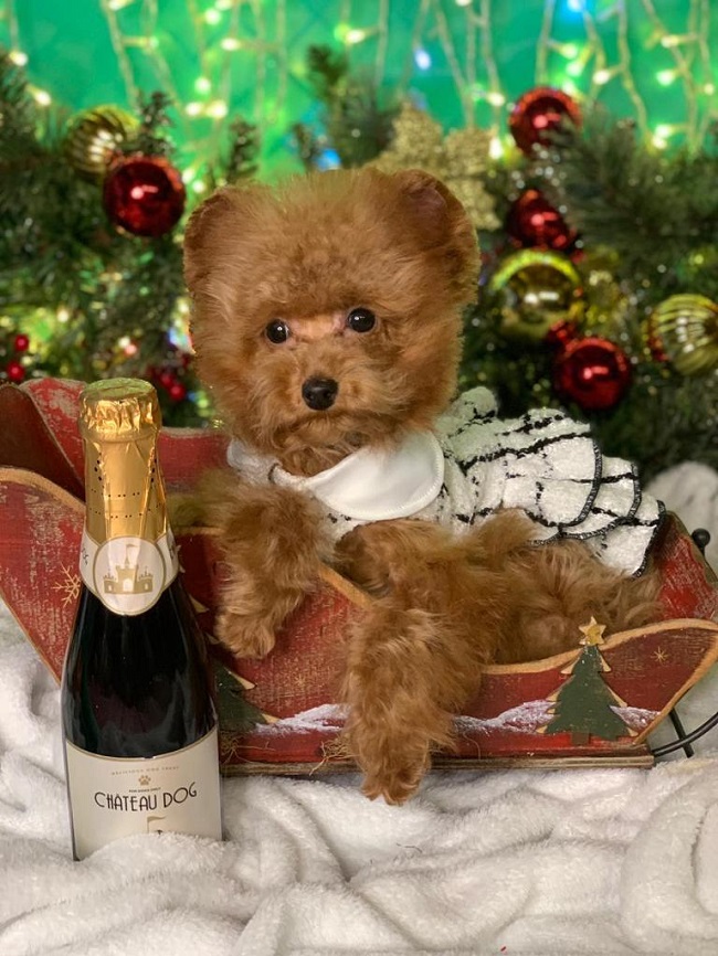 тедди пудель