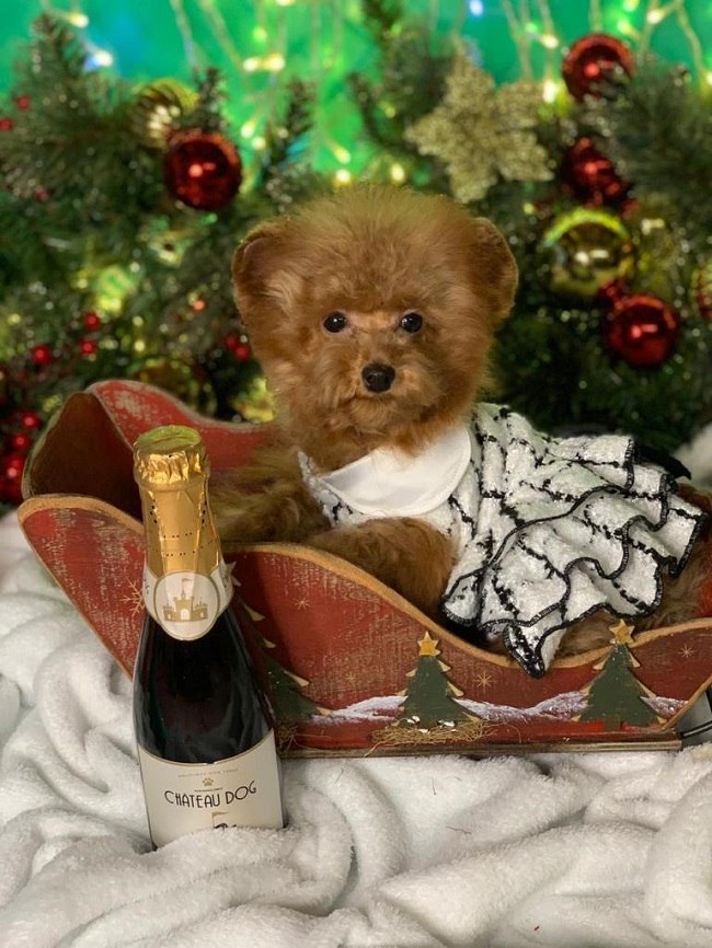 тедди пудель