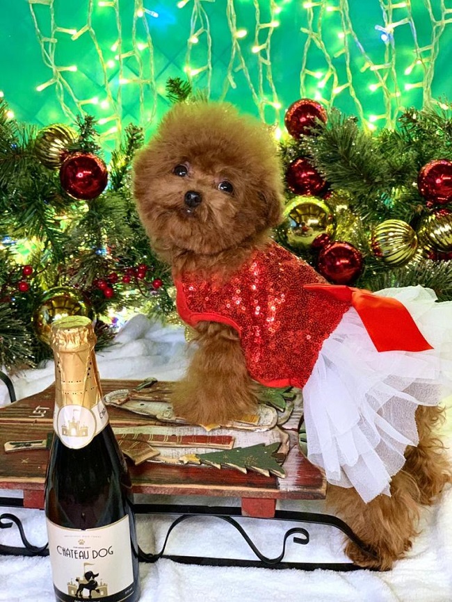 тедди пудель