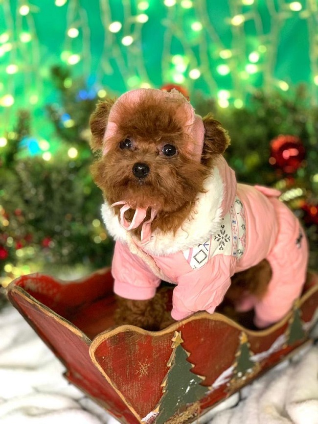 тедди пудель