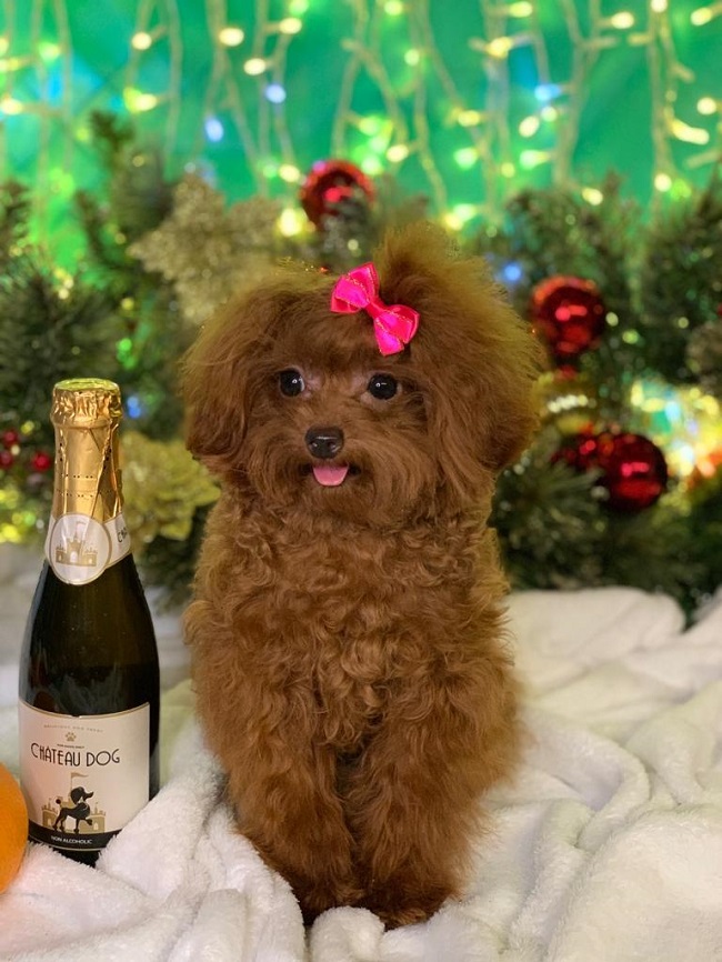 тедди пудель