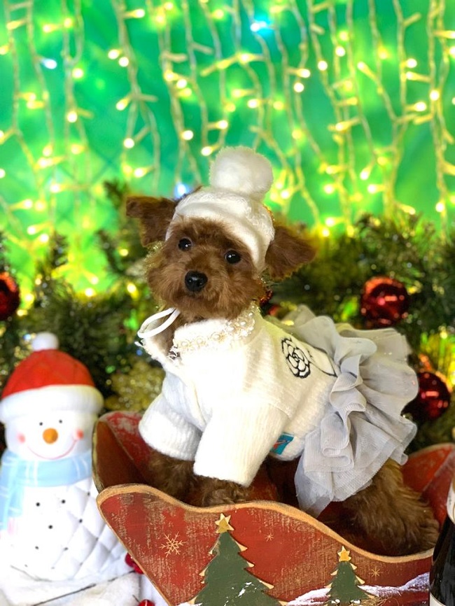 тедди пудель