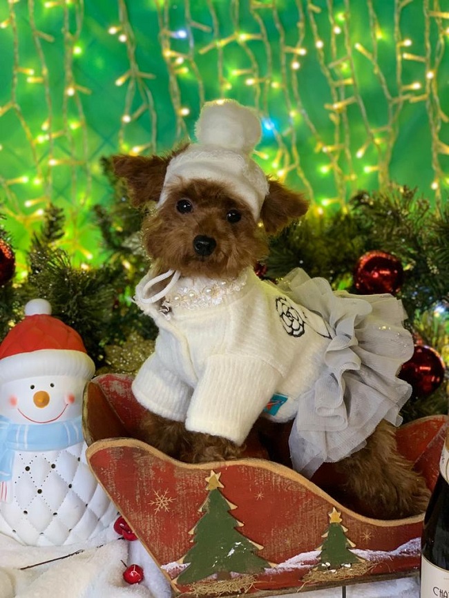 тедди пудель