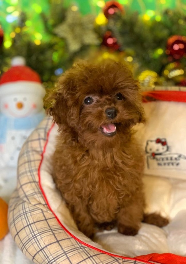 тедди пудель