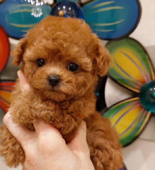 тедди пудель