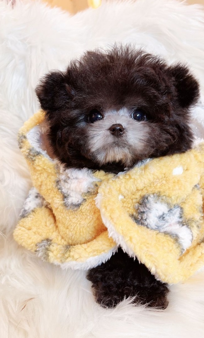 тедди пудель