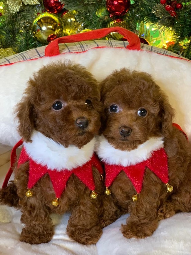 тедди пудель